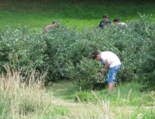 Un plan con niños de Asturianinos: recogiendo frutos en El Malaín