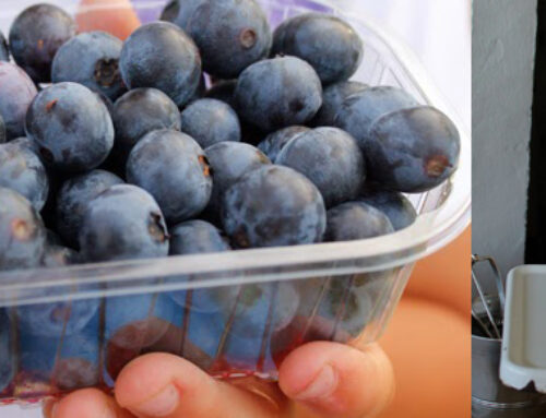 El Blog AzulVerdeMares disfruta de un día entre frutos silvestres